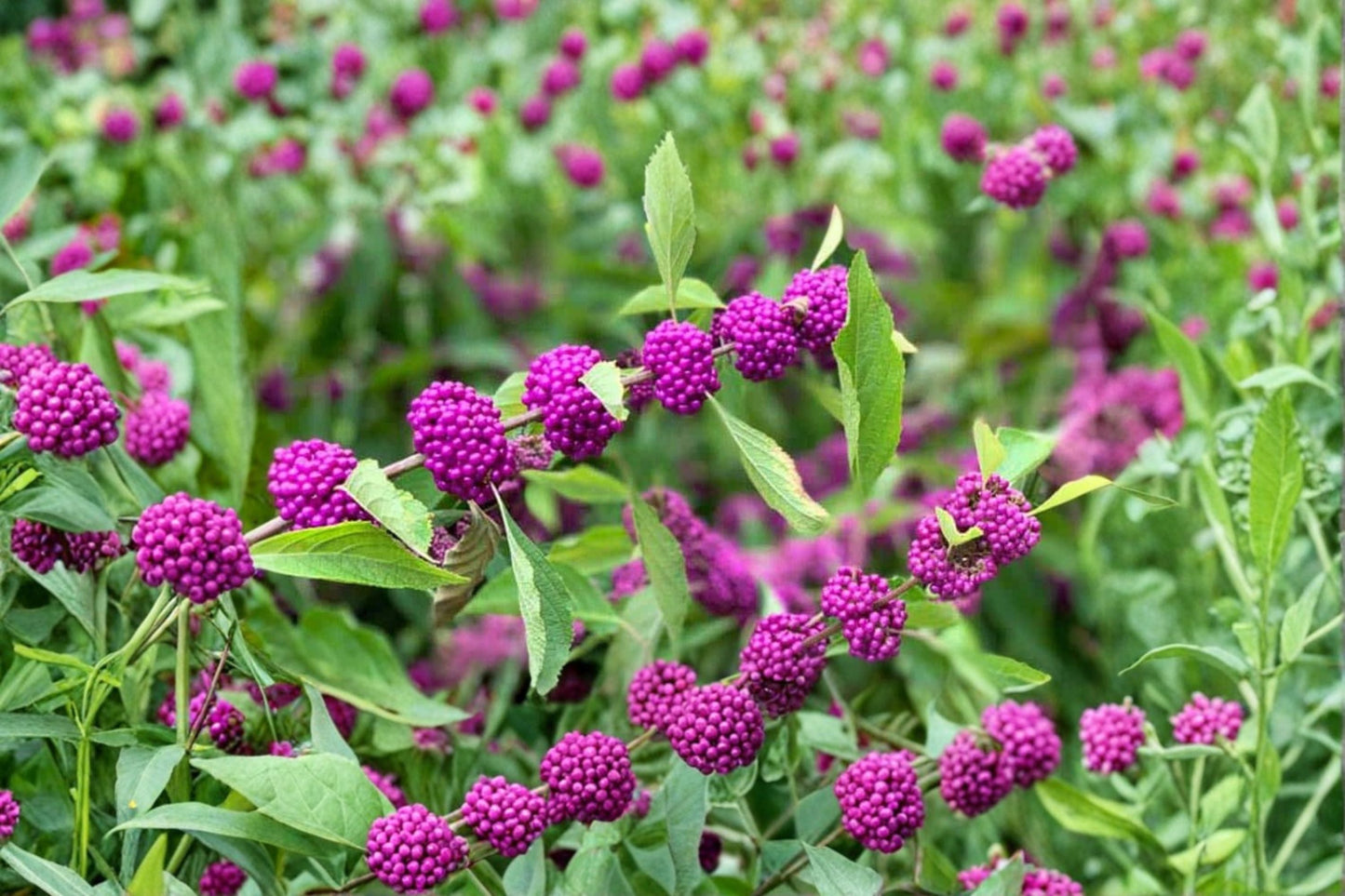 American Beautyberry Plant 3.5 Inch Pot Purple Berries Callicarpa americana - Native Shrub for Wildlife & Pollinator Gardens