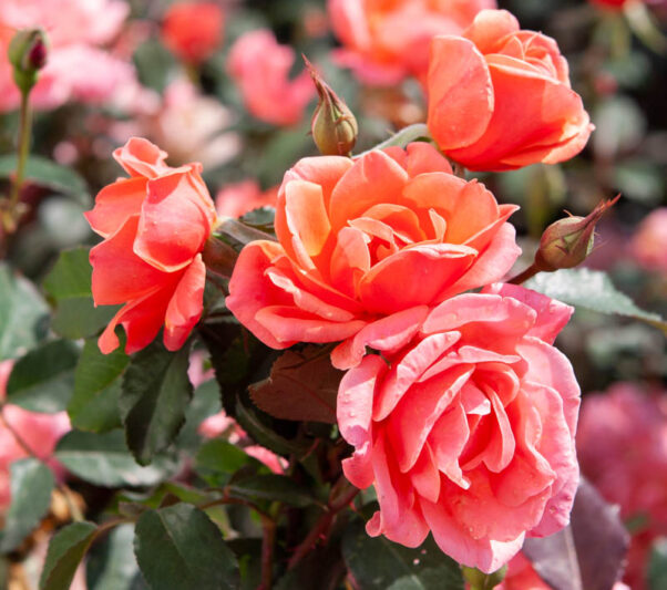 Coral Floribunda Rose Cuttings - 4 Unrooted Starts for Rooting or Grafting - Vibrant Cluster-Blooming Shrub (Rosa)