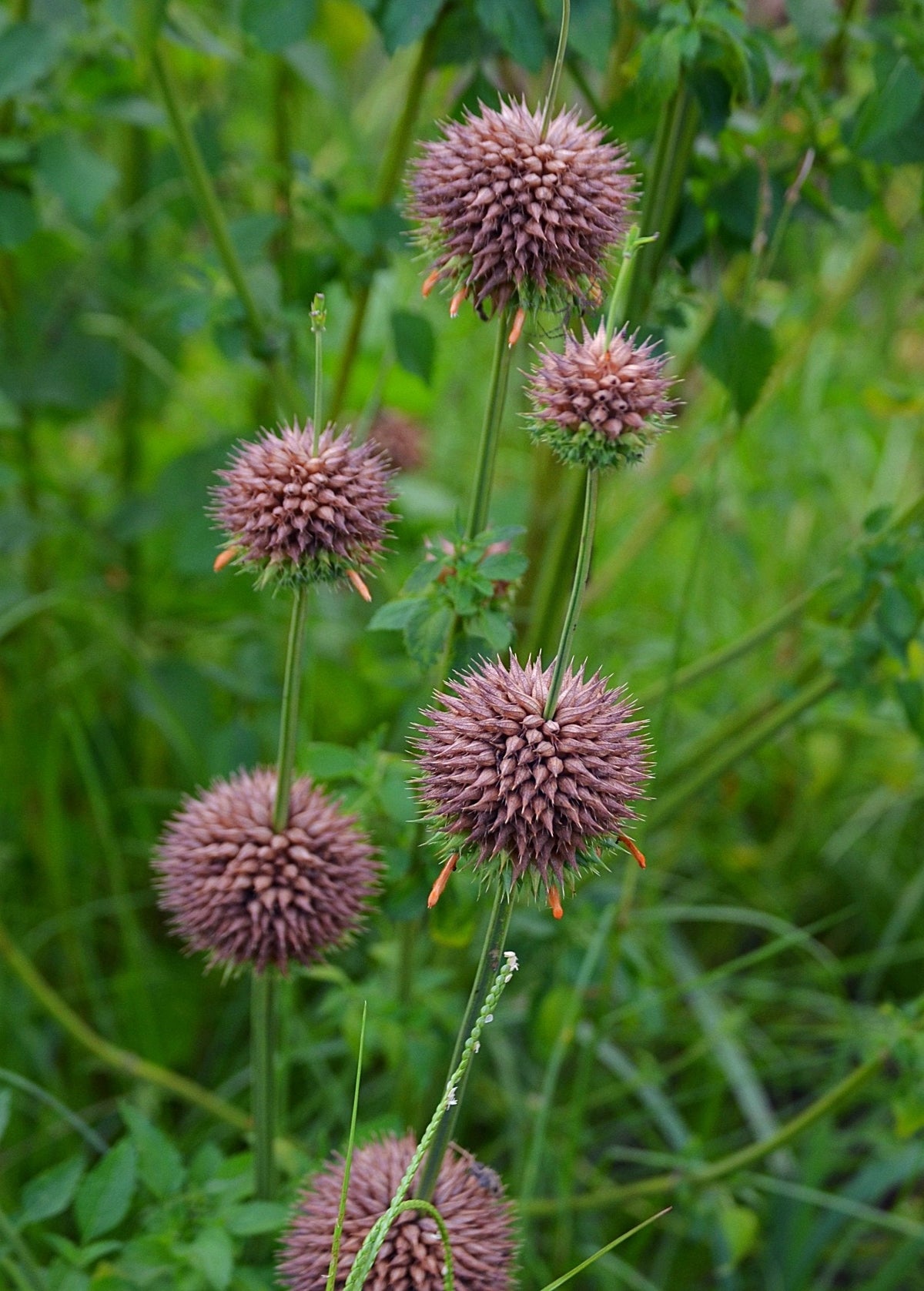 Klip Dagga (Leonotis nepetifolia)