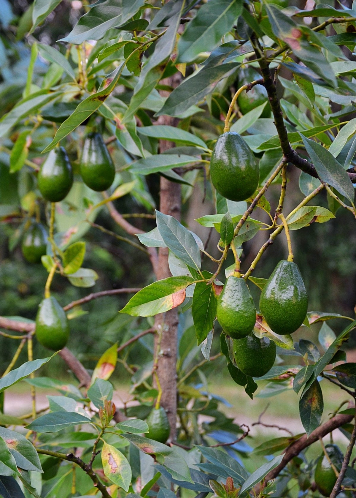 Avocado 'Brogdon' (Persia americana)