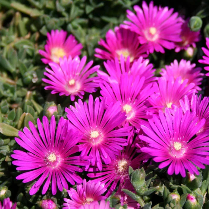 5 Magenta Ice Plant Cuttings, Unrooted Delosperma cooperi, Hardy Ground Cover, Drought-Tolerant Succulent, Trailing Plant