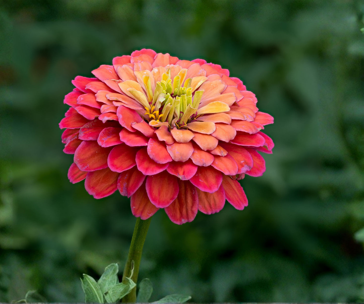 Zinnia Seeds for Planting - California Giants Flower Seeds, Bulk Semilla, Colorful Garden Flowers, Easy to Grow