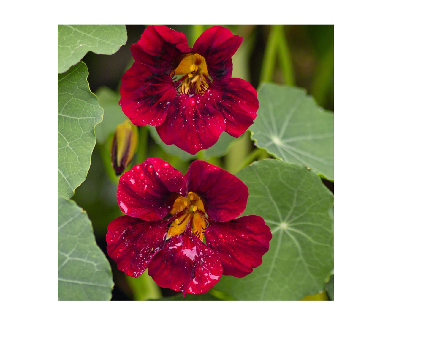Nasturtium Seeds - Black Velvet Heirloom Non-GMO | Flowering Edible Plants | Tropaeolum majus