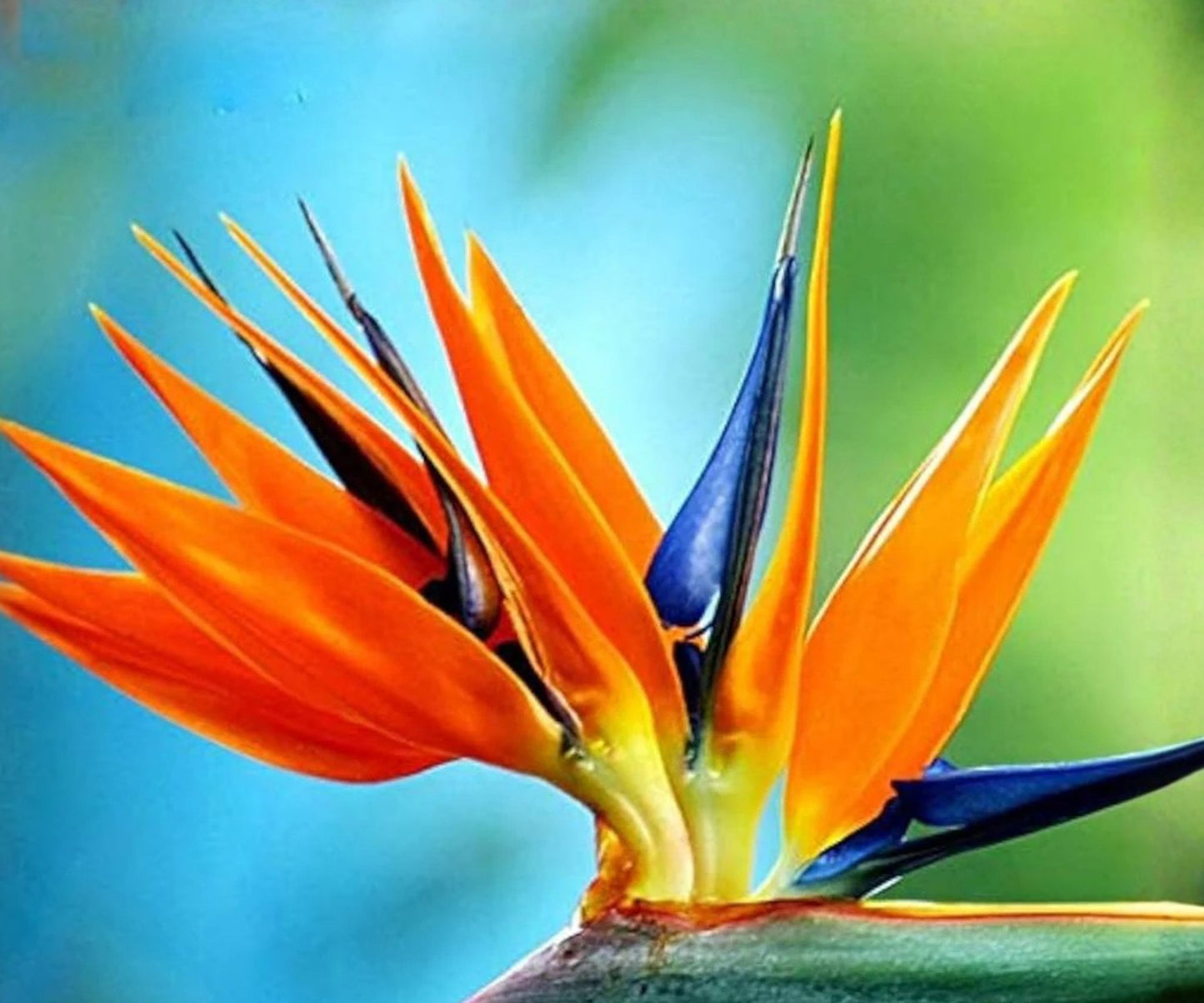 Orange Bird of Paradise Seeds | Strelitzia reginae | Tropical Crane Flower Plant Seeds for Garden and Landscaping