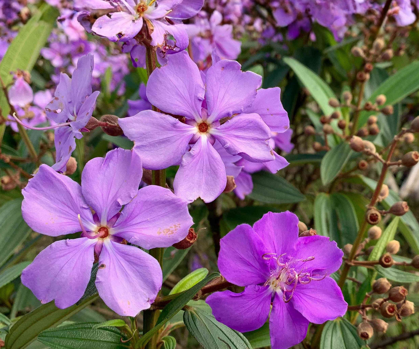 Purple Glory Tree Plant - Small Rooted Tibouchina Urvilleana - Tropical Ornamental Shrub for Garden or Indoor Use