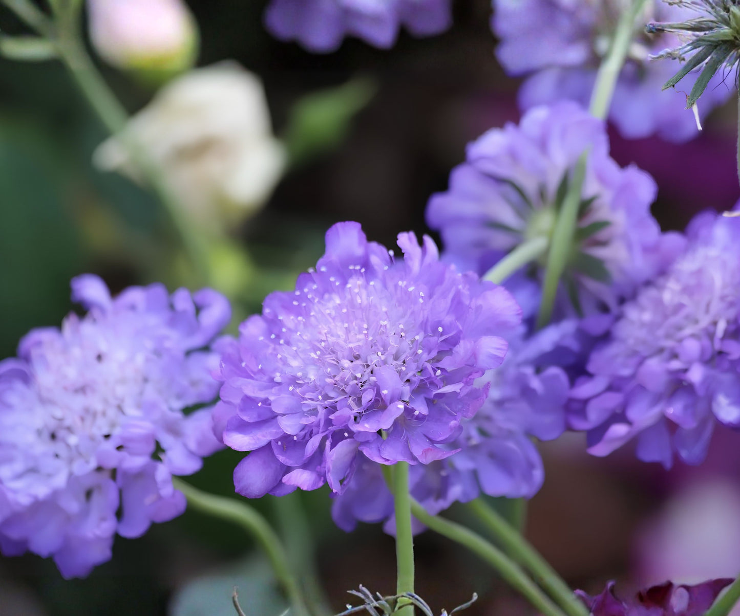Lavender Scabiosa Seeds - 75+ Annual Flower Seeds - Scabiosa columbaria - Mum Flower Variety