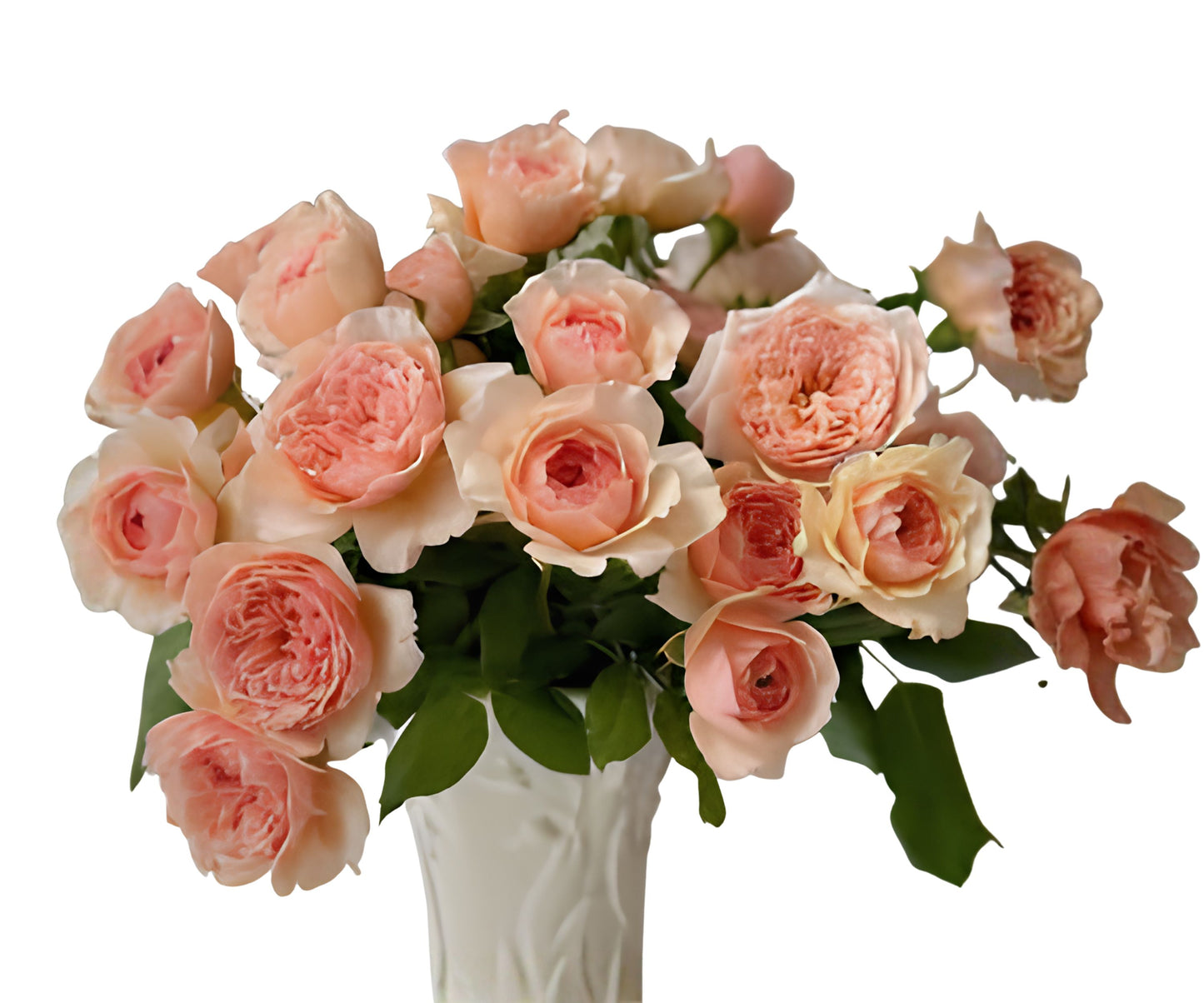 Live Japanese Rose Plant, Own Root, Rose Masora, 真宙, Garden Flower, Outdoor Plant
