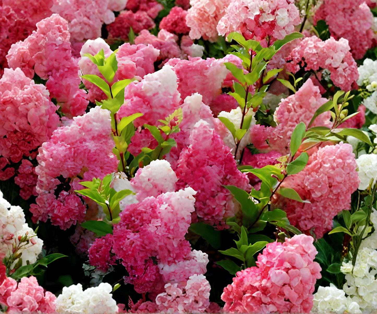 50+ Vanilla Strawberry Hydrangea Flower Seeds Mix for Planting in Garden - Perennial (Hydrangea paniculata)