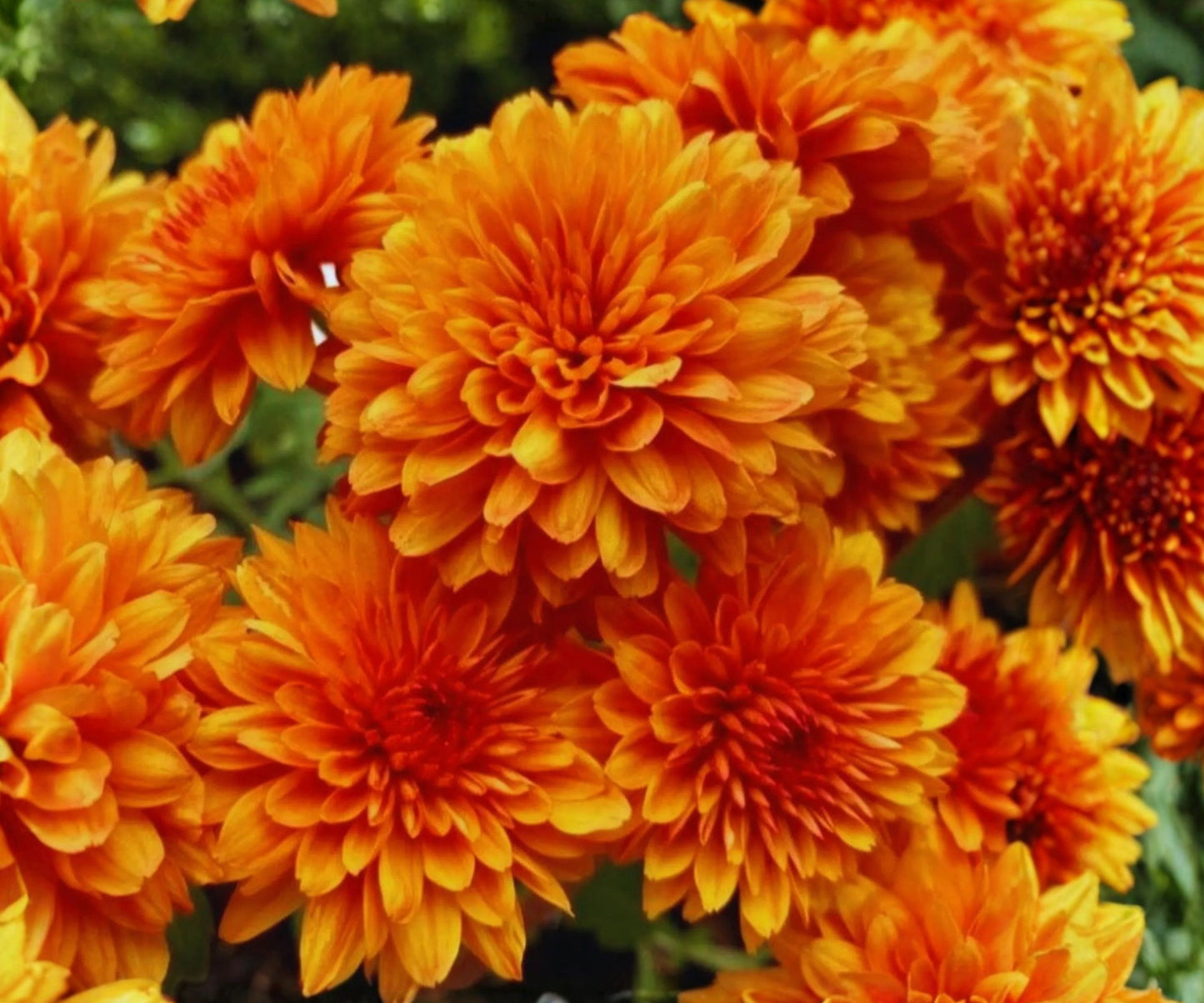 Destino Peaches Mum Chrysanthemum Seeds - 200+ Seeds for Vibrant Mum Flowers (Chrysanthemum morifolium)