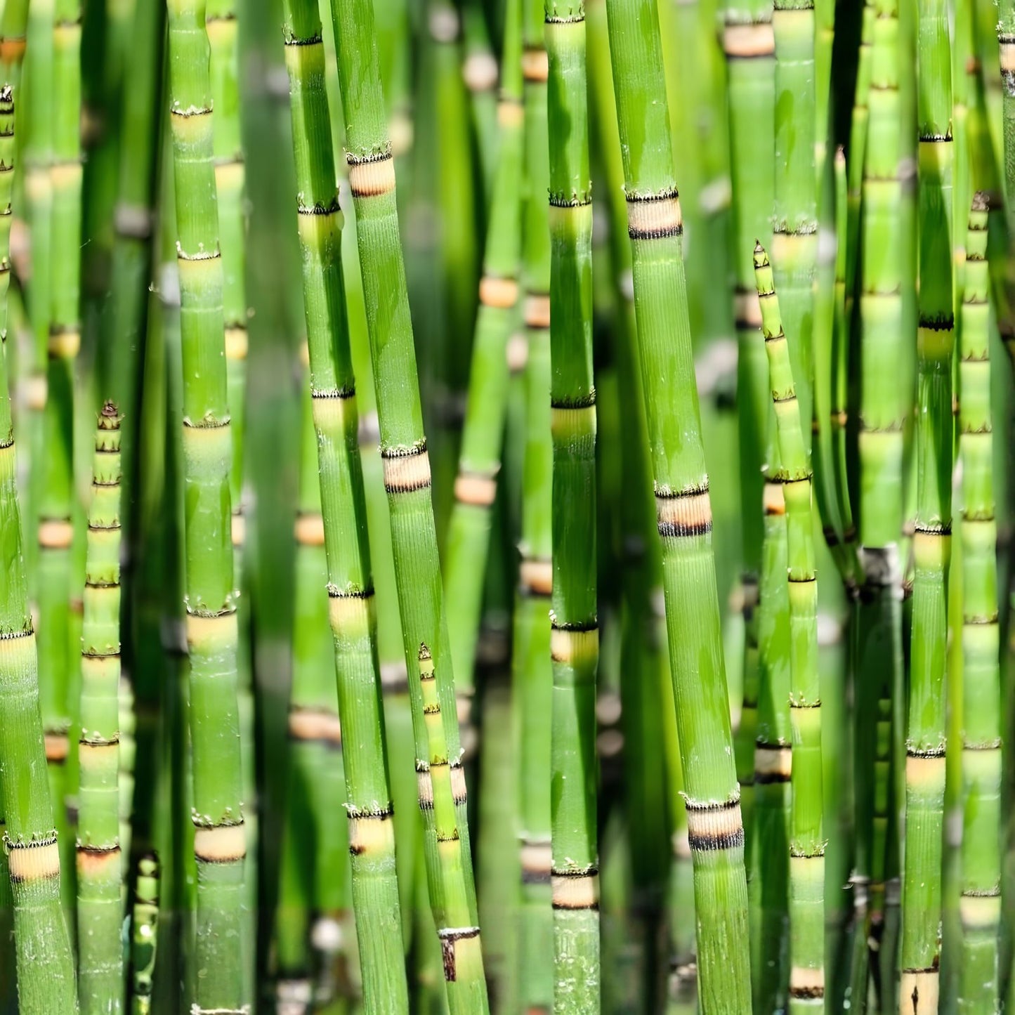 Water Horsetail Live Plant - Equisetum Fluviatile - 4 pc Root for Aquascape Aquarium & Koi Pond