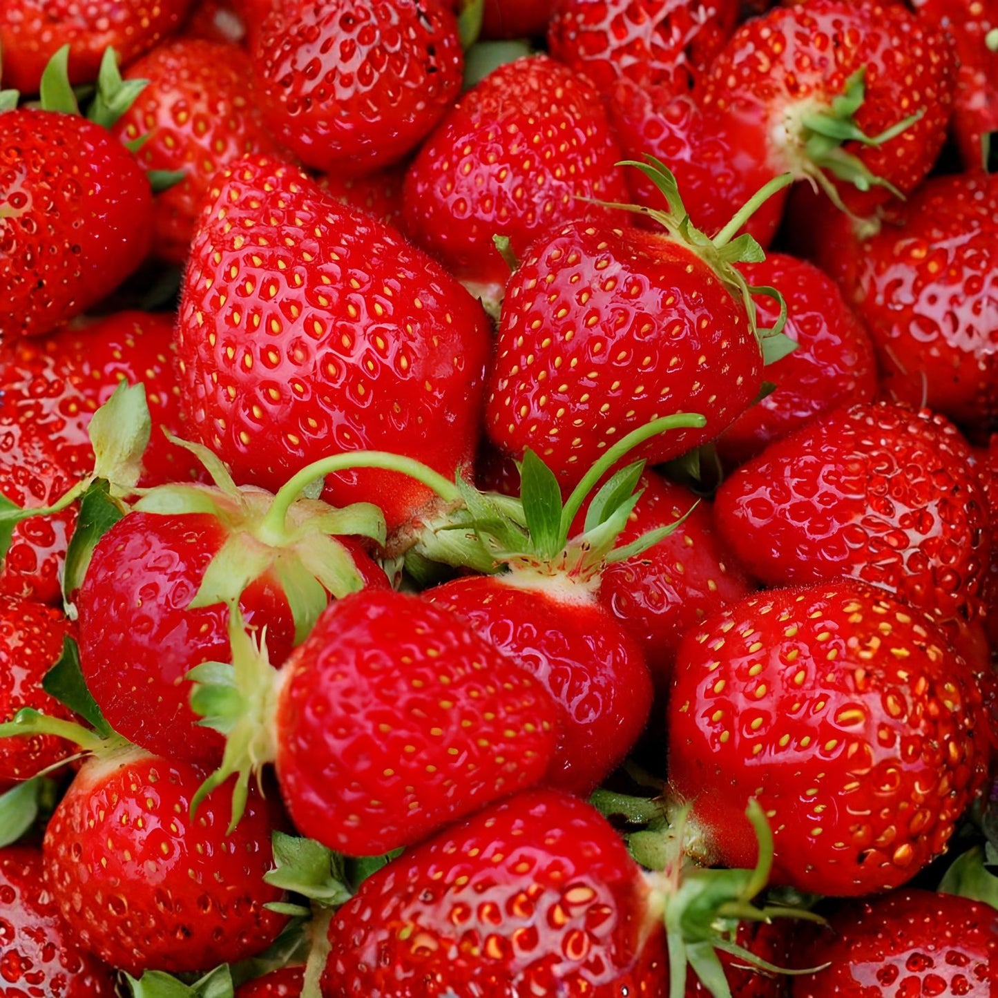 Sweet Glow Strawberry Seeds - 150 or 350 Non-GMO Flower Seeds - Fragaria x ananassa