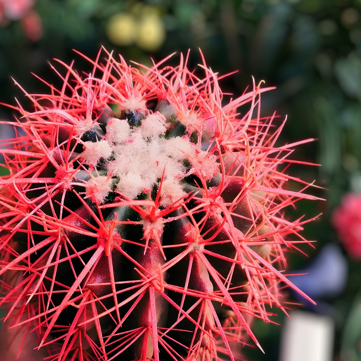 Red Barrel Cactus 8x8 Inch Bare Root Plant - Echinocactus grusonii, Unique Desert Decor, Low Maintenance Succulent