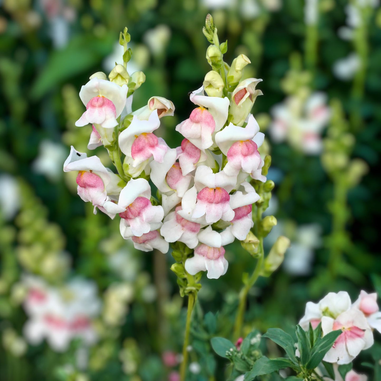 Appleblossom Snapdragon Seeds | Heirloom Non-GMO | Antirrhinum majus | Garden Flowers