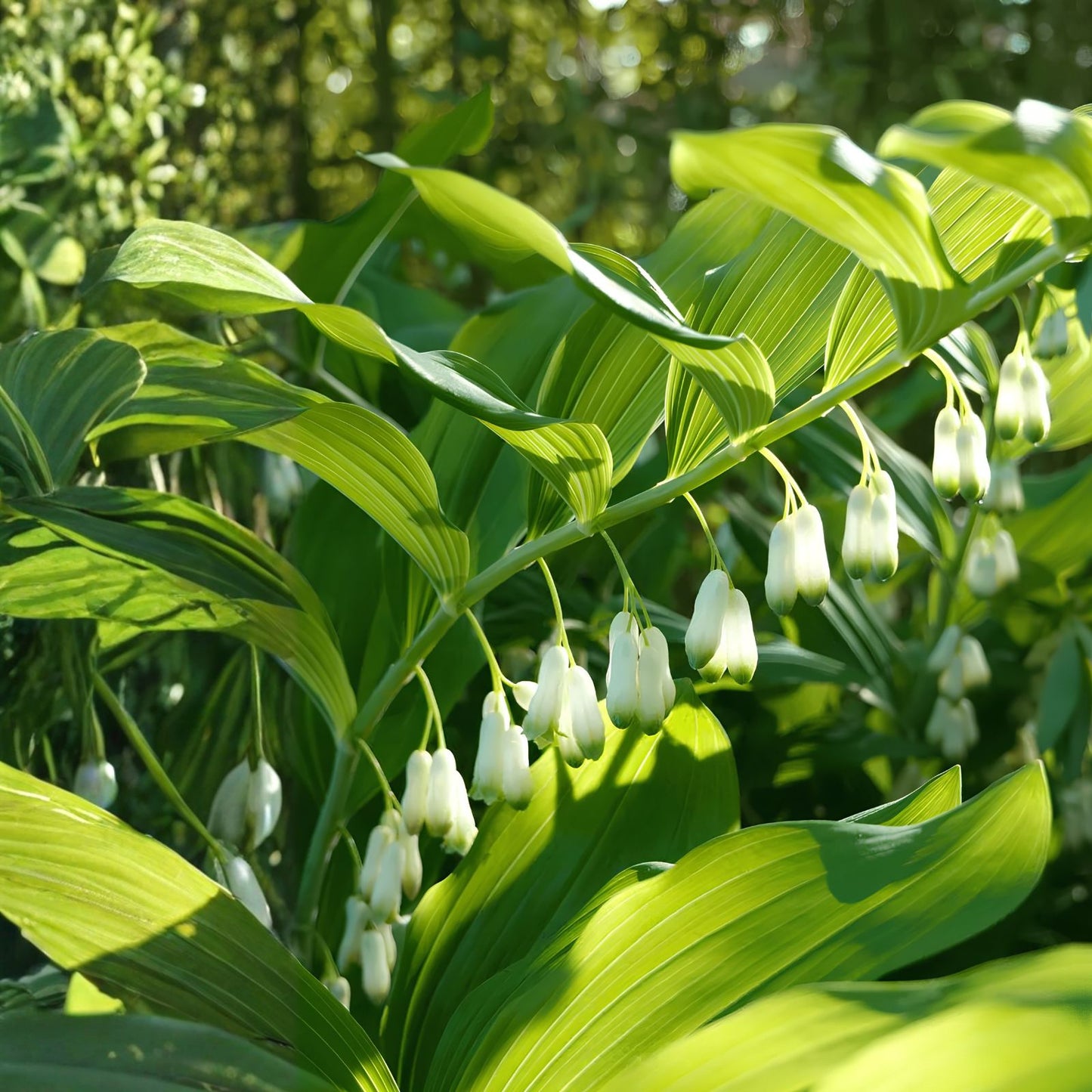 Solomon's Seal Starter Plants - Variegated Leaf - 5 Bare-Root Rhizomes - Polygonatum spp.
