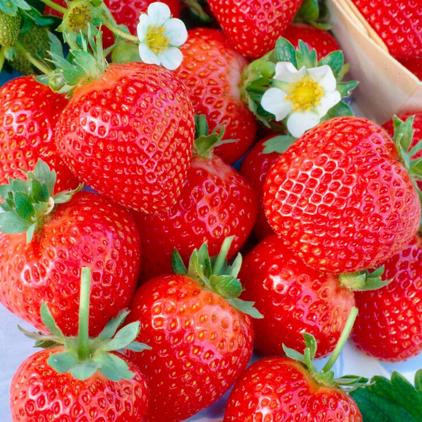 Juicy Gem Strawberry Seeds - 150 or 350 Non-GMO Flower Seeds - Fragaria x ananassa