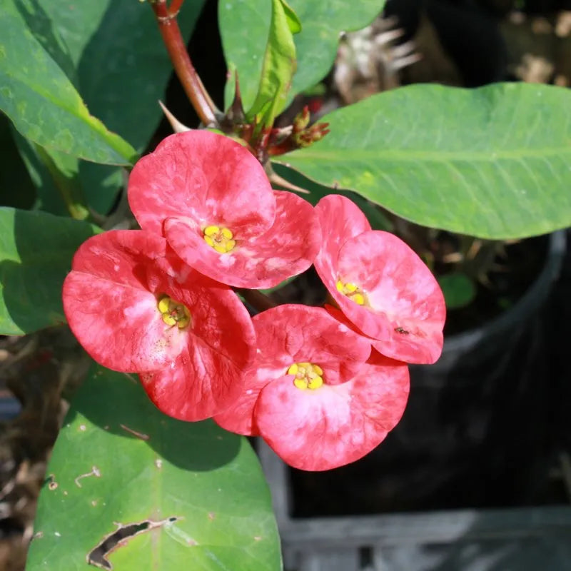 Coral Pink Crown of Thorns Cutting | Euphorbia milii | Drought-Tolerant Succulent | Easy Care Indoor & Outdoor Plant