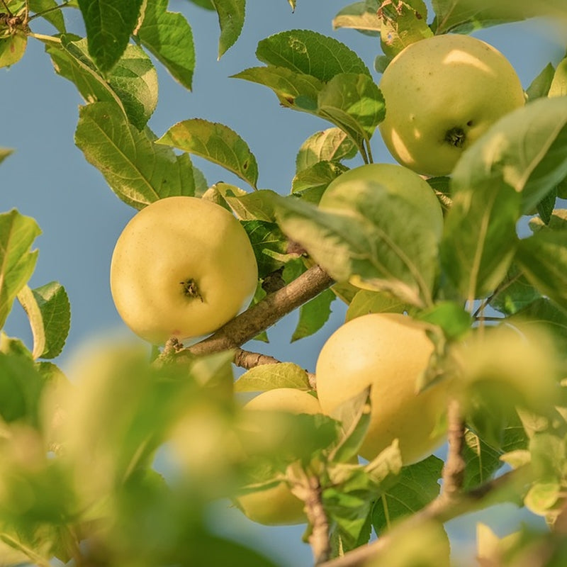 16 Golden Delicious Apple Tree Cuttings β Unrooted Scions for Grafting or Rooting β Heirloom Sweet Fruit Variety β Fresh Stems