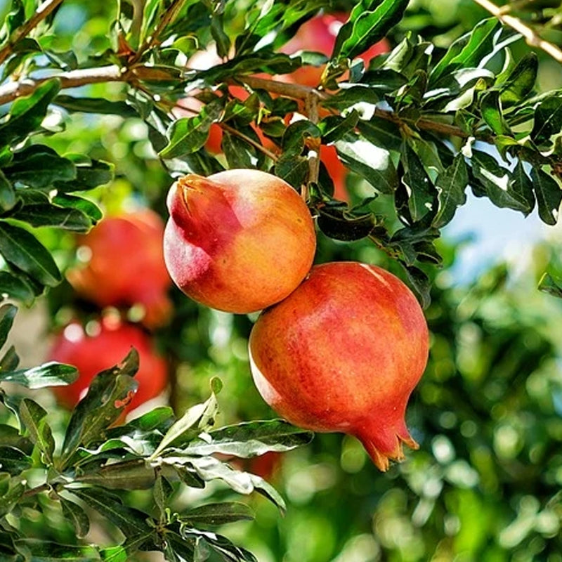 Live Bare Root Pomegranate Tree | Punica granatum | Fruit Plant for Home Garden, Patio, or Orchard Growing