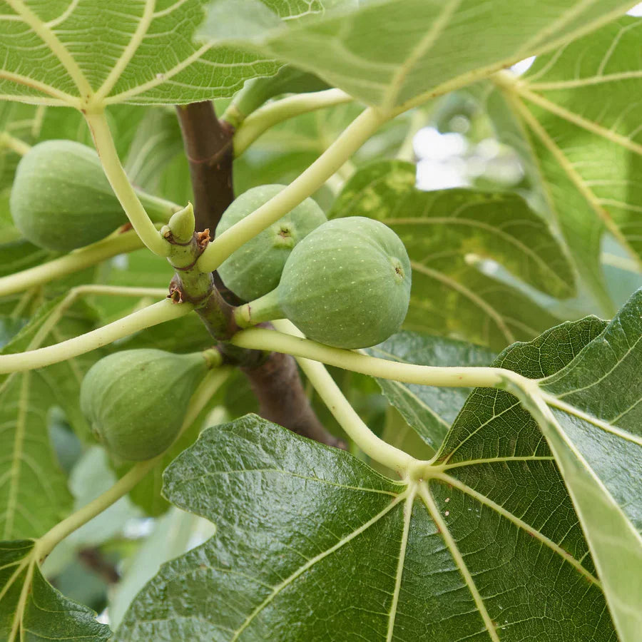 Italian Honey Fig Cuttings (Ficus carica) 6β8 Inch Unrooted β For Rooting or Grafting, Sweet Organic Fruit Tree Scion