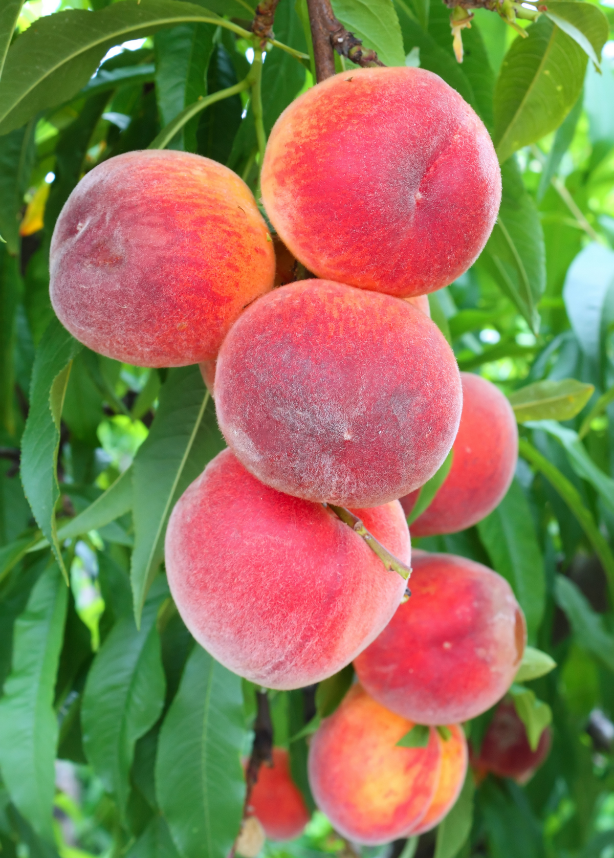 Peach 'Florida Grande' (Prunus persica)