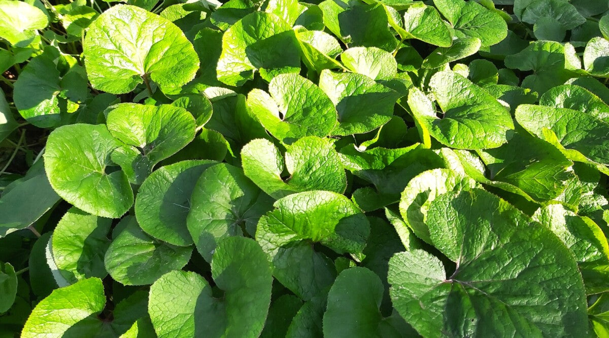 5 Bare-Root Wild Ginger Plants | Shade Garden Perennial | Asarum canadense | Native Groundcover for Woodland Gardens