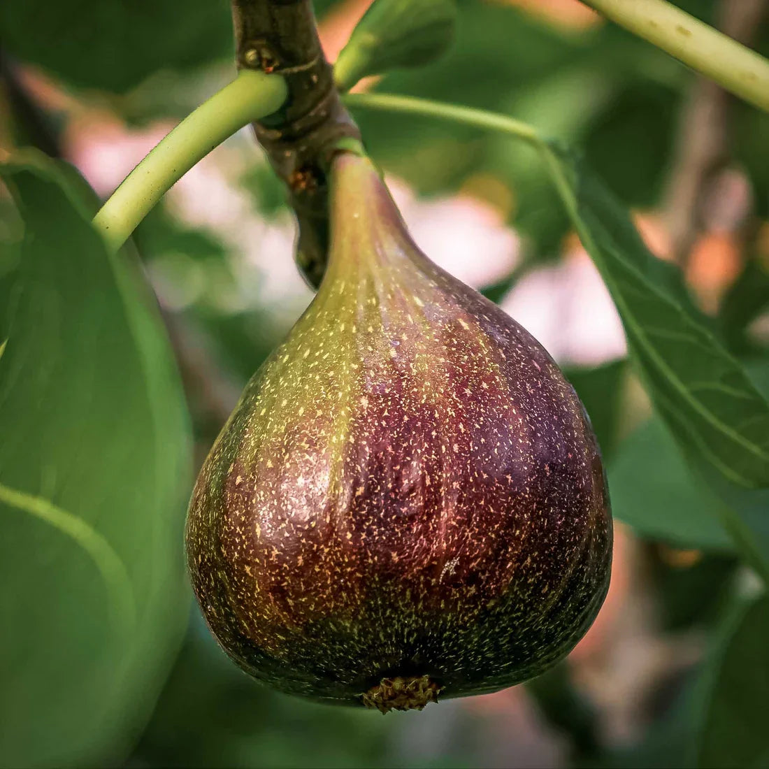 Brown Turkey Fig Cuttings - 5 Unrooted 6-8" - Ficus carica - Hardy Sweet Fig for Easy Propagation & Home Gardening