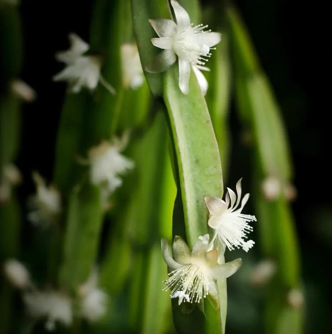 3 Rhipsalis Paradoxa Cuttings | Rare Epiphytic Cactus | Trailing Jungle Cactus | Unrooted Houseplant Cuttings