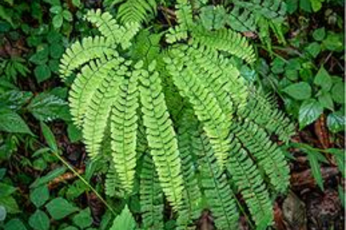 Northern Maidenhair Fern Plants - 5 Bare Root, Shade Garden Perennial - Adiantum pedatum, Native Woodland Ground Cover