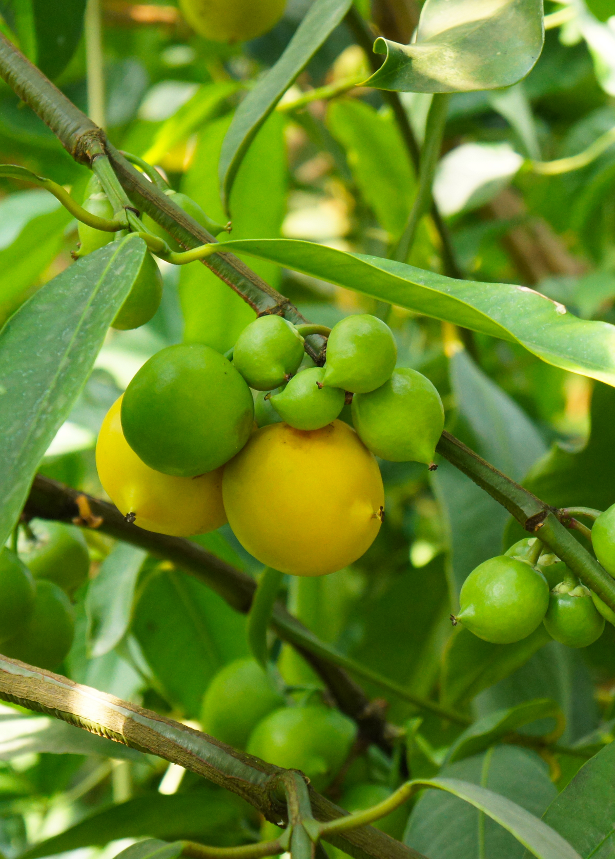 Gamboge (Garcinia xanthochymus)