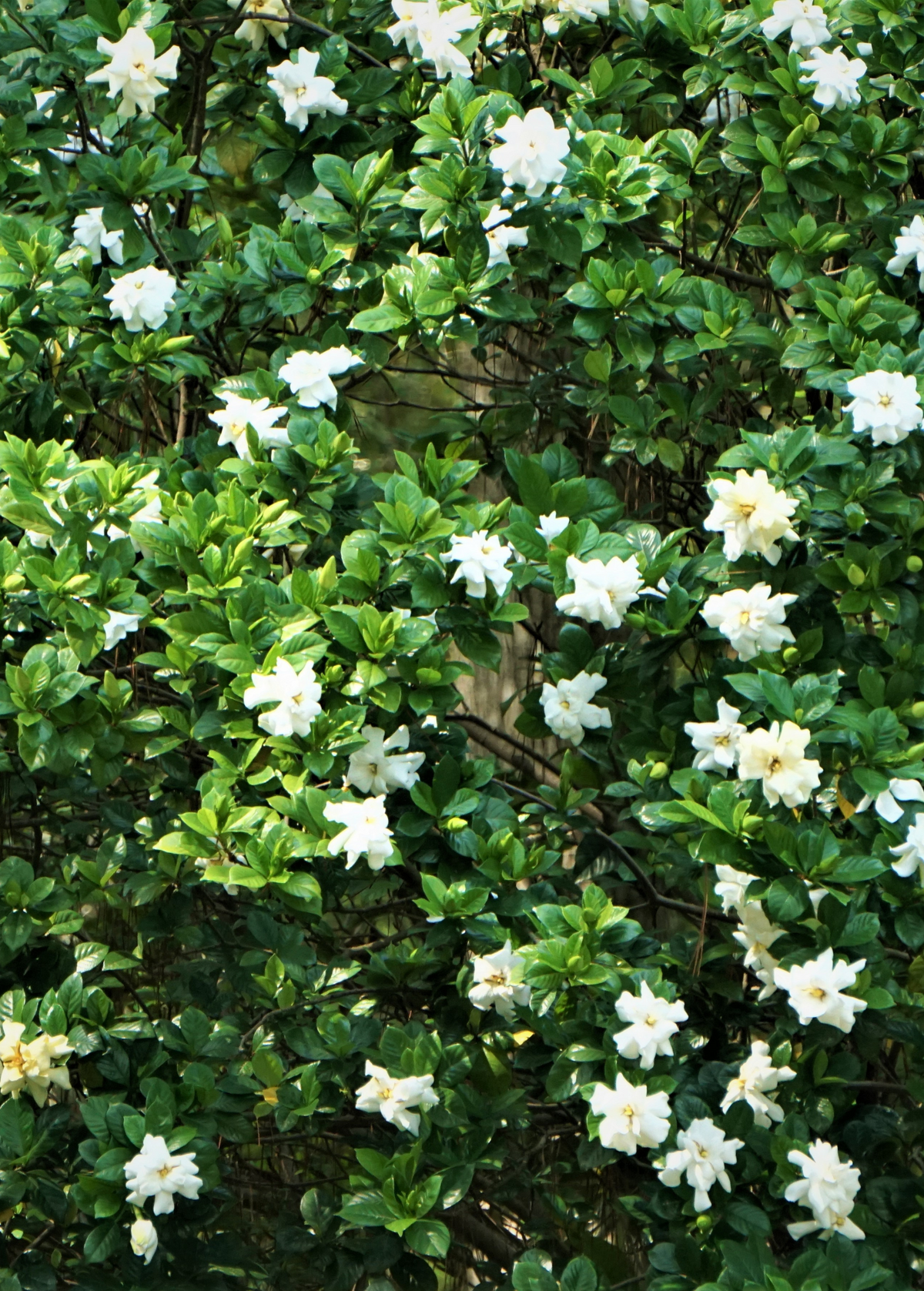 Everblooming Gardenia (Gardenia Veitchii)