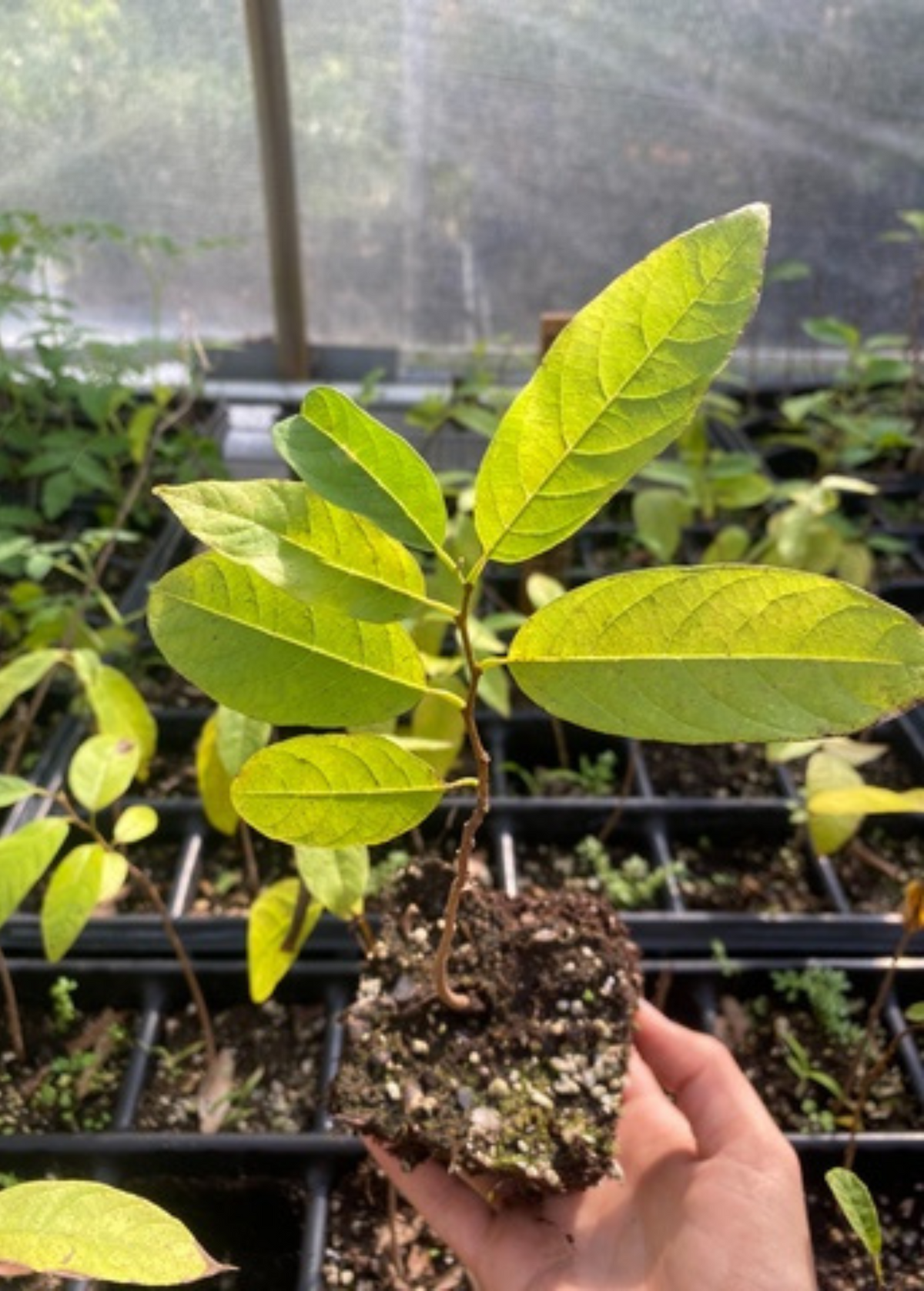 Sugar Apple Seedling ‘Green’ (Annona Squamosa)