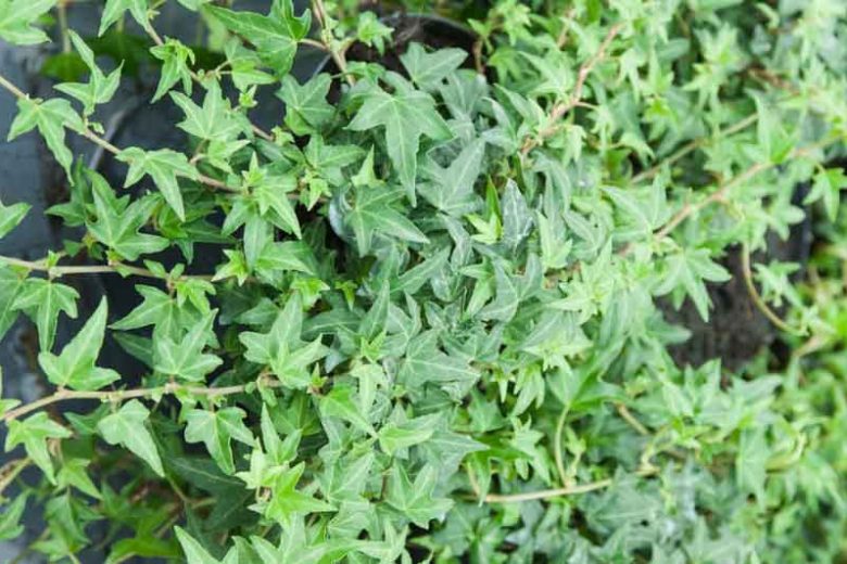 Live Needlepoint Ivy Plant in 1 Pint Pot – Hedera helix, Hardy Evergreen Climber, Shade Tolerant, Easy Care Ground Cover