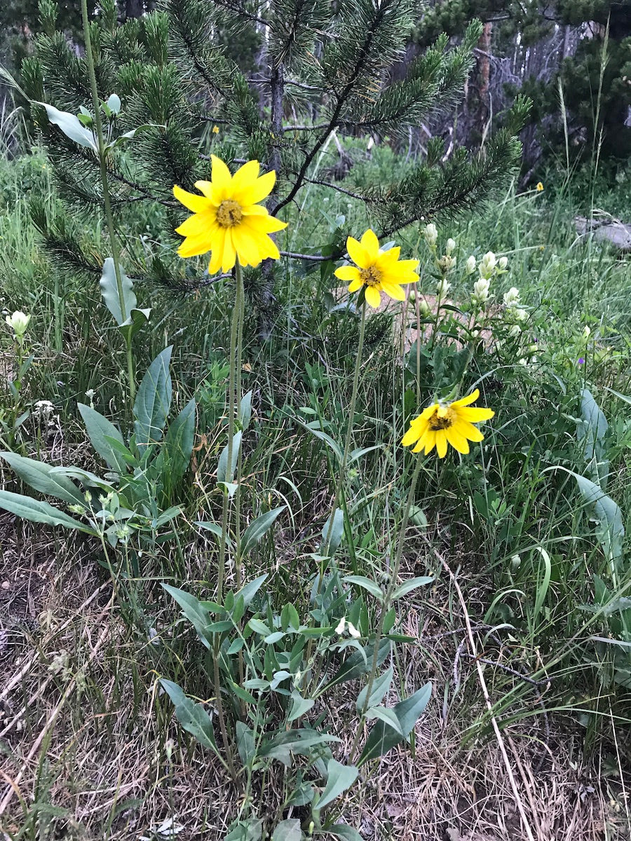 Helianthella quinquenervis Seeds - 25 Non-GMO Aspen Sunflower, Pollinator-Friendly Perennial Wildflower Seeds for Sunny Gardens