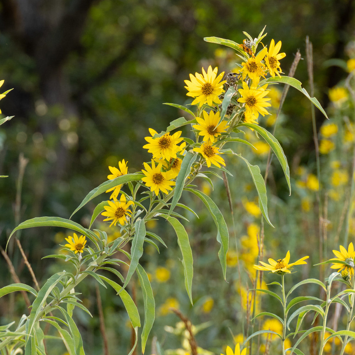 Maximilian Sunflower Seeds - 50 Seeds Helianthus maximiliani, Native Prairie Perennial Wildflower, Yellow Blooms, Easy to Grow