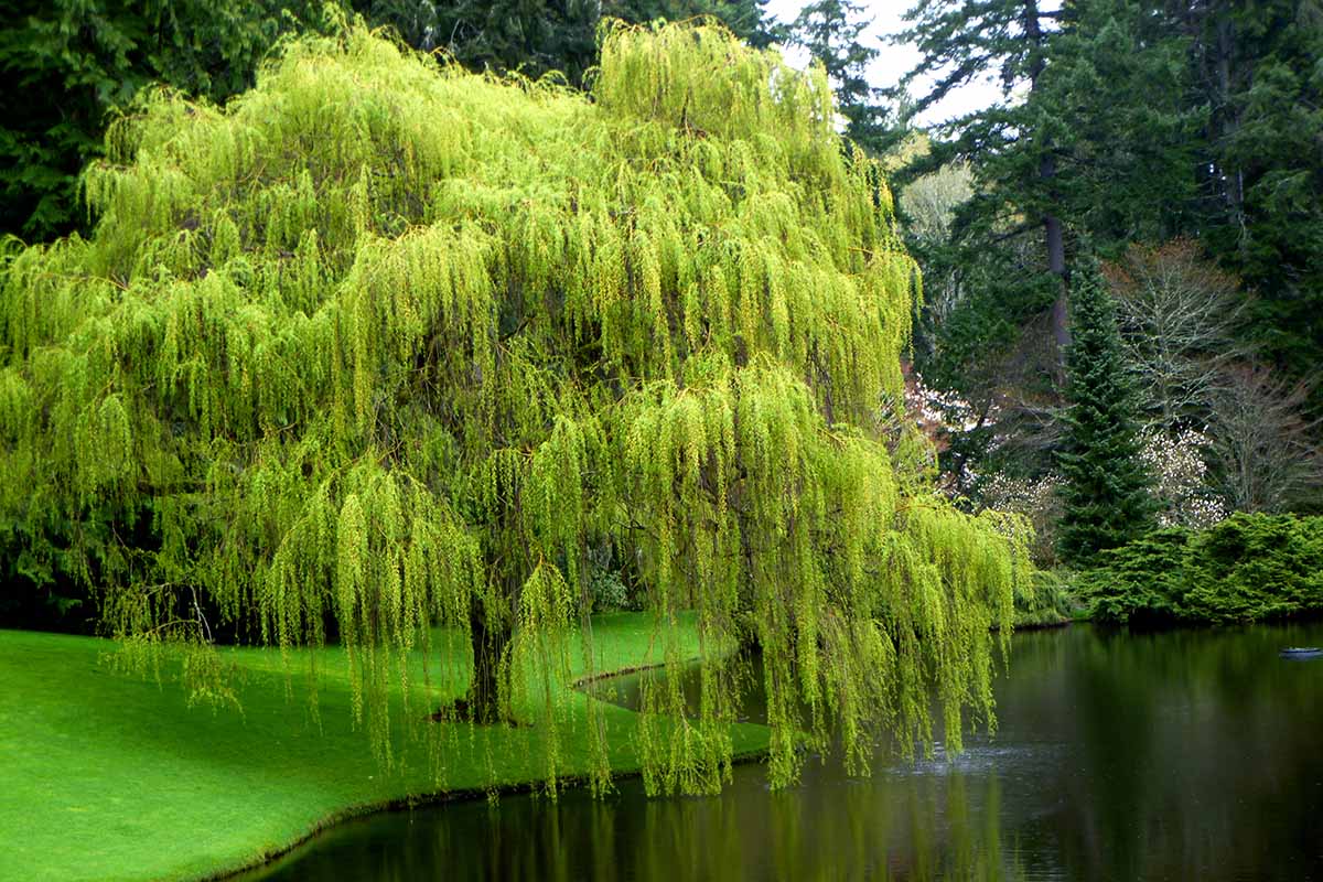 10 Weeping Willow Tree Cuttings – Fresh Unrooted Starts, Salix babylonica, Fast-Growing Shade Trees for Landscaping & Propagation
