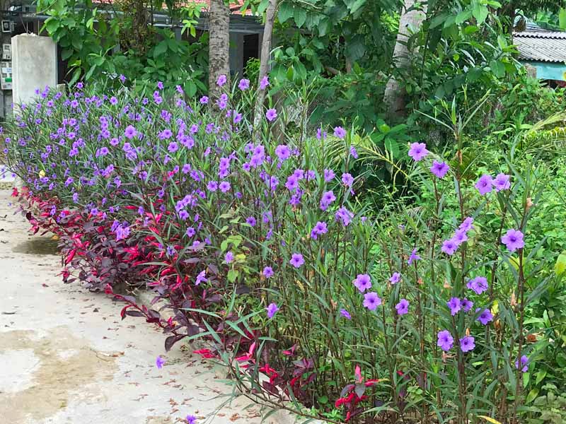 6 Mexican Petunia Rhizome Cuttings | Live Purple Flowering Root Starts | Ruellia simplex | Low Maintenance Ornamental Garden Plant