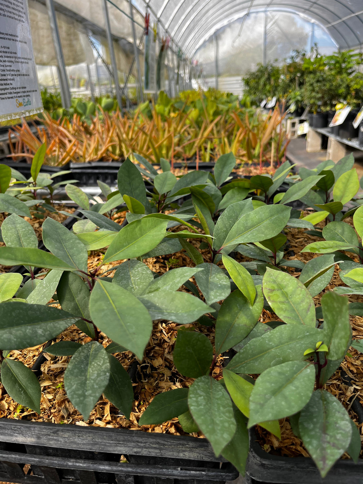 Hojas de Salat (Neea psychotrioides)