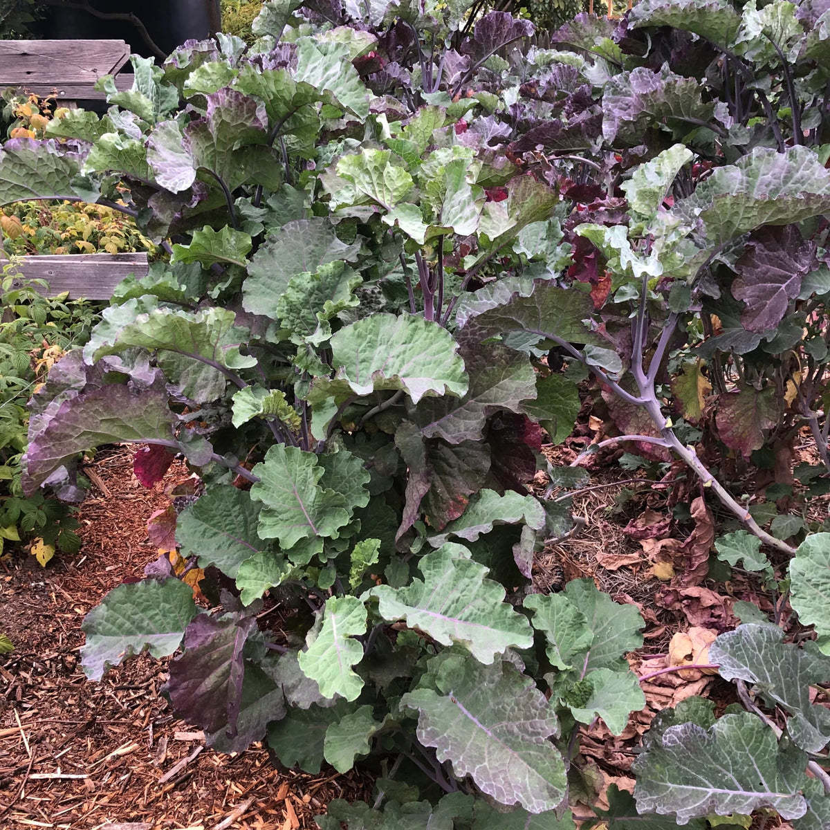 1 Unrooted Purple Tree Collard Cutting – Heirloom Perennial Kale (Brassica oleracea) – Edible Leafy Plant for Garden
