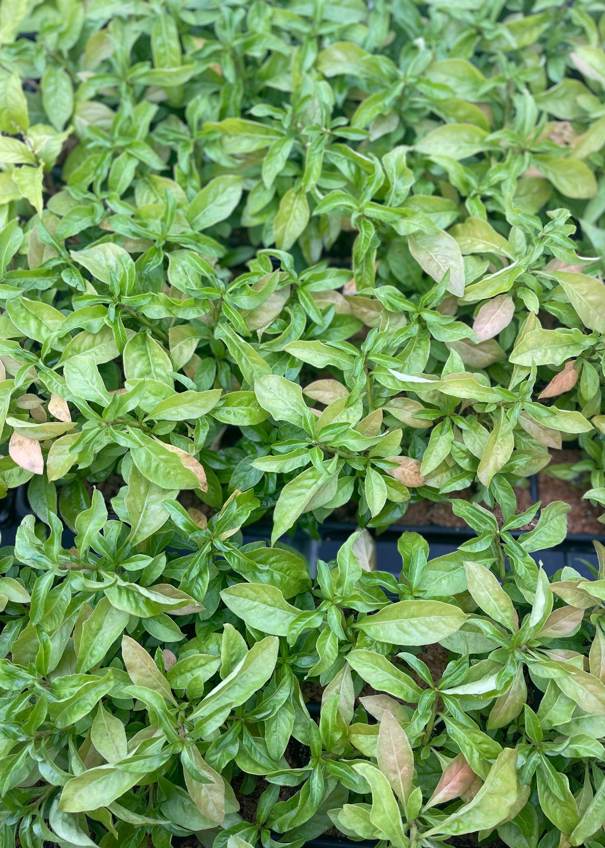 Sissoo Spinach, Narrowleaf (Alternanthera sissoo)