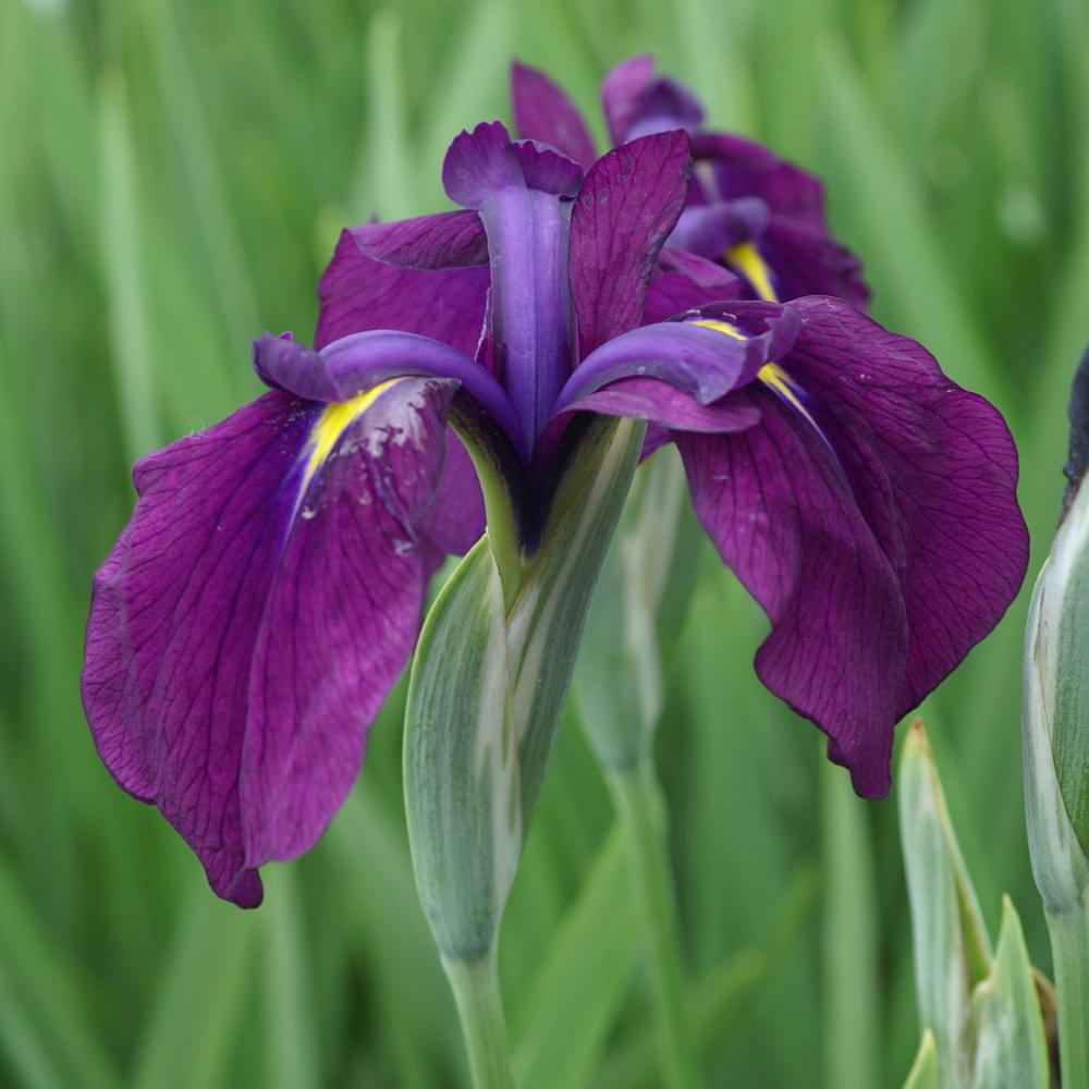 Live Bareroot Japanese Iris Variegated | Hardy Aquatic Marginal Plant | Iris kaempferi variegata | Purple-Blue Blooms