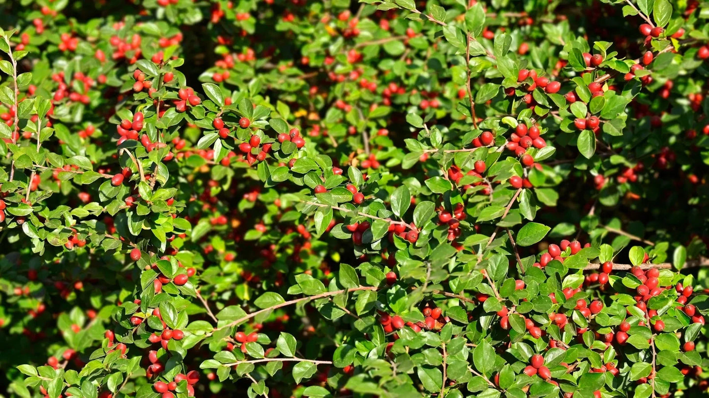 6 Organic Japanese Barberry Cuttings - Edible Berries, Low Maintenance Shrubs - Berberis thunbergii