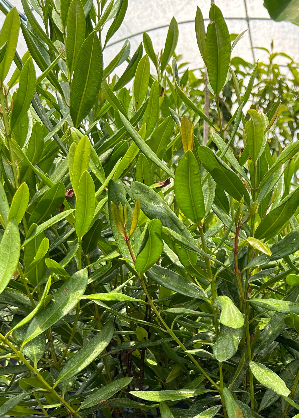 Lemon Bay Rum (Pimenta racemosa var. citrifolia)