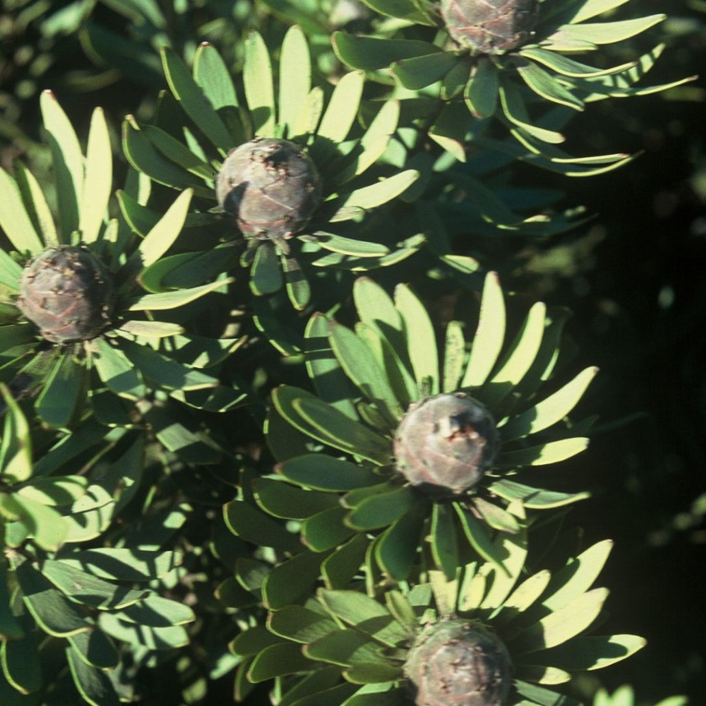 Leucadendron Pubescens Seeds - Rare Conebush - South African Protea Evergreen Shrub - 5 Seeds for Gardening & Collecting