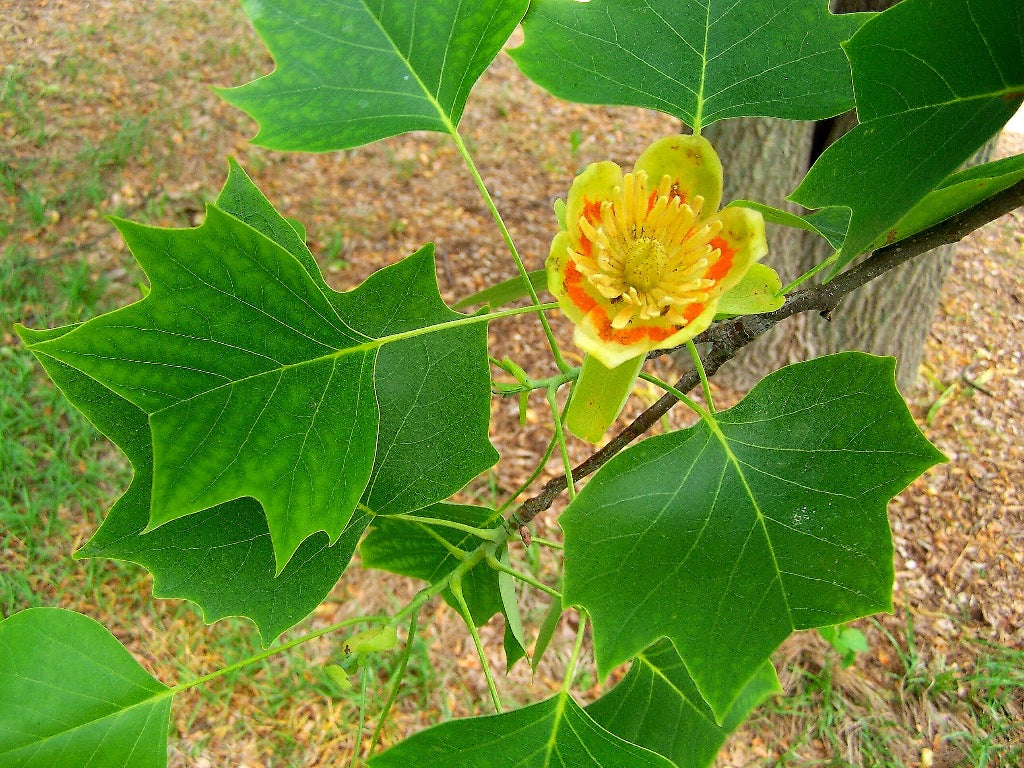 6 Unrooted Tulip Tree Cuttings | Tulip Poplar | Liriodendron tulipifera | Fast-Growing Ornamental Shade Tree