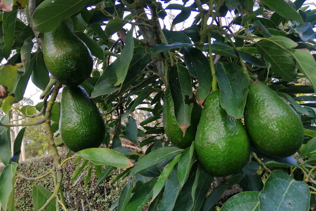 Grafted Gem Avocado Tree - 3 Gallon Pot - Persea americana - 2 to 3 Feet Tall - Ideal for Small Gardens and Patios