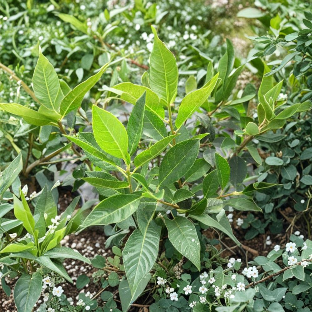 Jim Dandy Winterberry Holly Shrub | 1 Gallon Pot | Male Pollinator Ilex verticillata | Essential for Berry Production