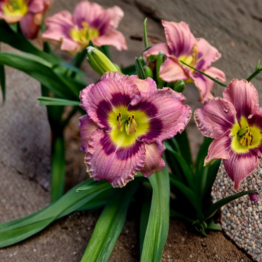 Always Afternoon Daylily - 3 Live Bare Root Plants, Rose Purple Hemerocallis, Award-Winning Perennial Flower