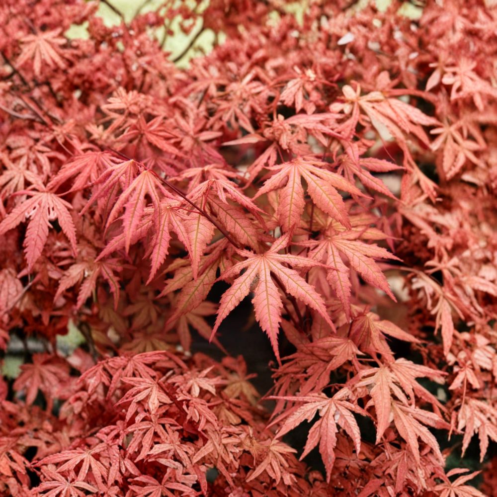Acer palmatum ‘Nebula’ Japanese Maple – Variegated Ghost Maple – Rare Collector Tree – #3 Container – 25–35 Inches Tall