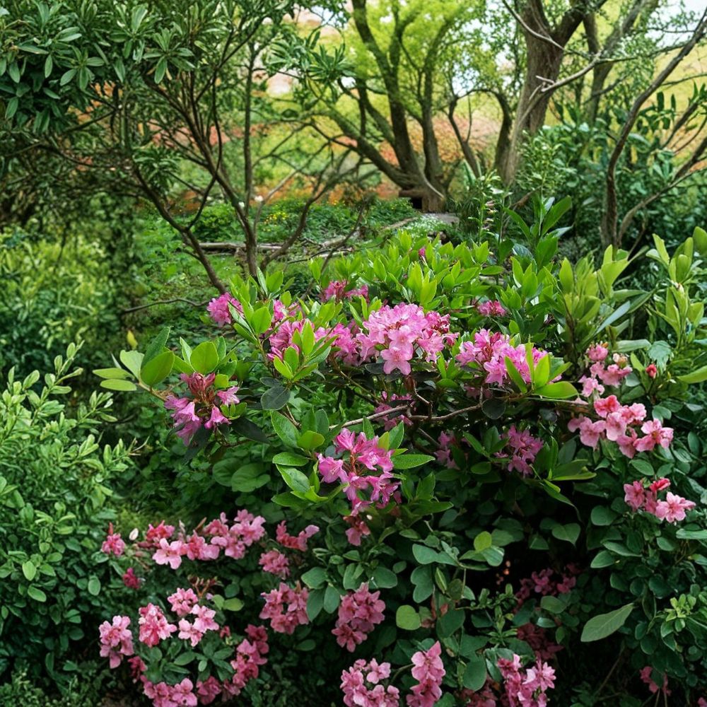 Dwarf Evergreen Rhododendron Plant | Lilac Lavender Blooms | Rhododendron myrtifolium | #2 Container | Cold Hardy Shrub