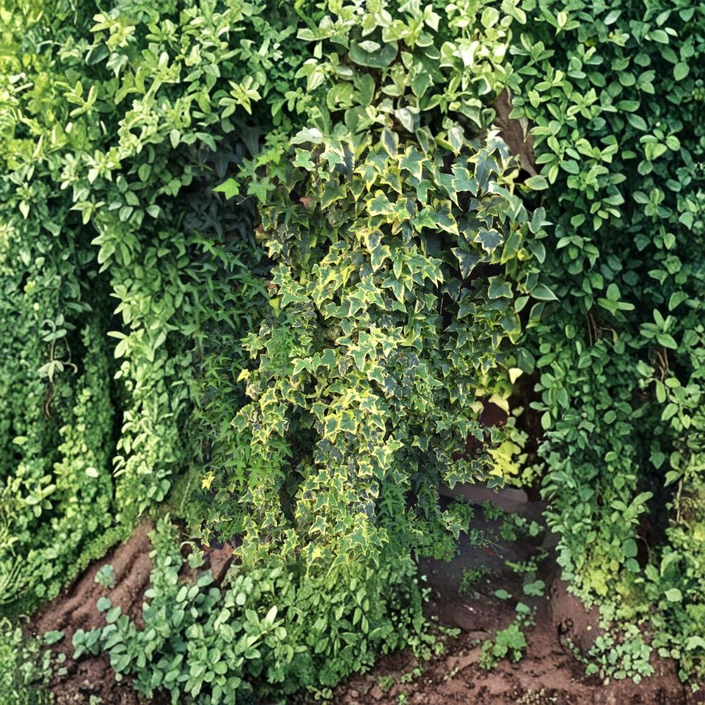 Variegated Ivy Cuttings - 6 Unrooted Vines - Organic Houseplant - Hedera spp. - Easy Propagation for Indoor/Outdoor Gardening